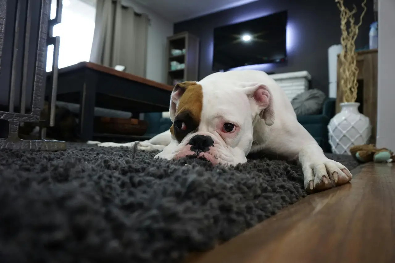 Pets and Air Conditioning: The Complete Guide for Kerala Pet Owners