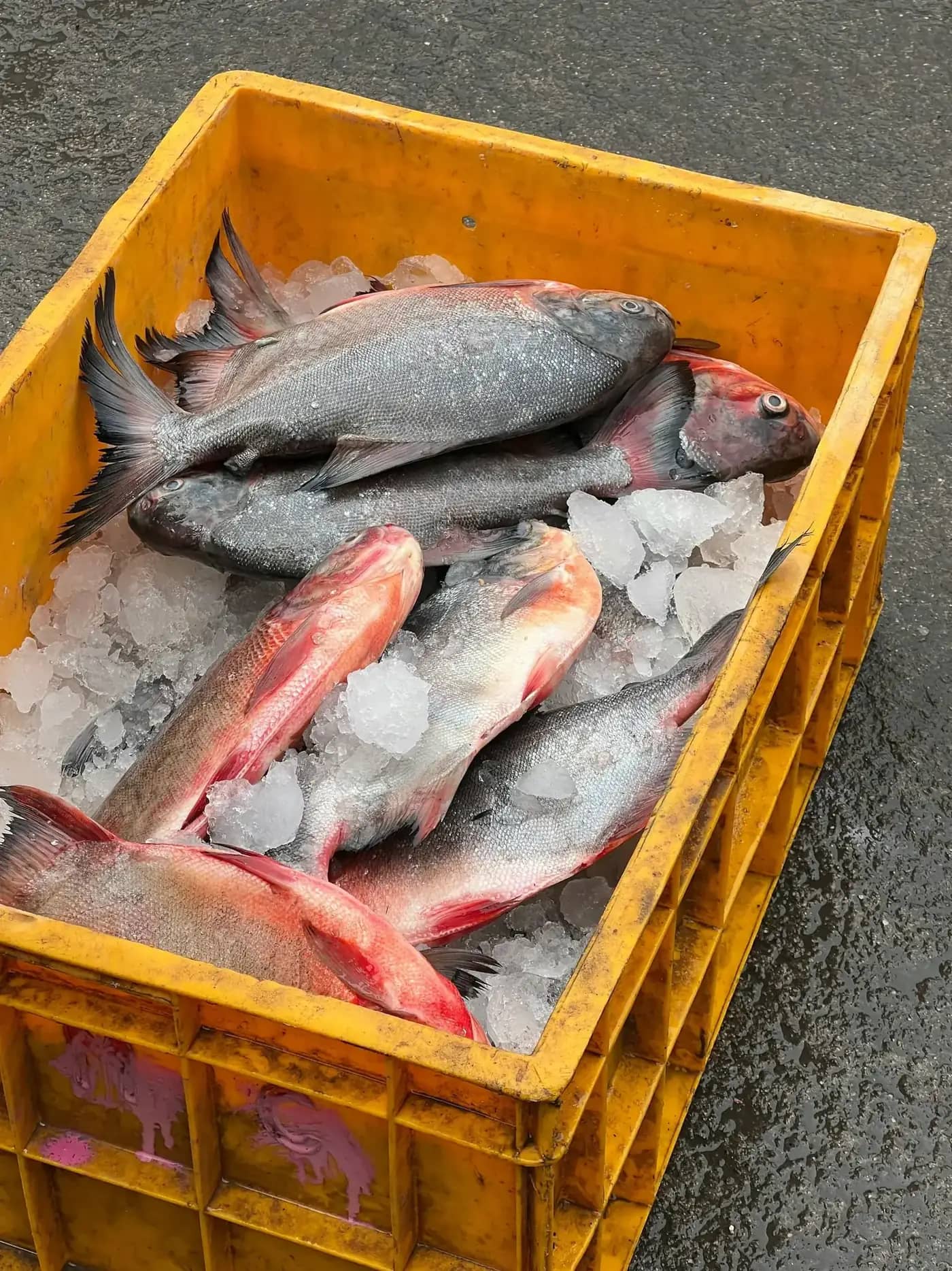 Seafood Cold Chain in Kerala: Where Temperature Control Usually Breaks Down